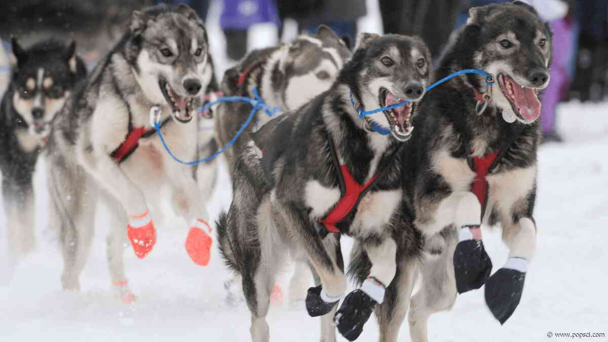 Sled dogs have stubby legs for a reason