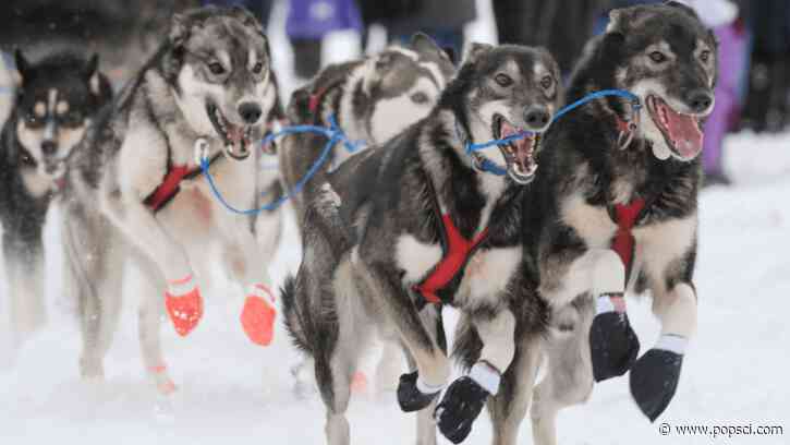 Sled dogs have stubby legs for a reason
