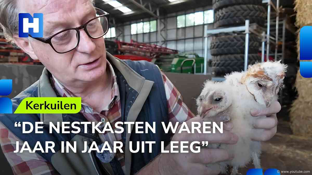 Topjaar voor kerkuilen krijgt onverwacht staartje: reddingsactie in boerenschuur