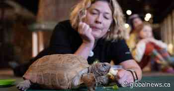 Halifax’s beloved 104-year-old tortoise is recovering after a successful surgery