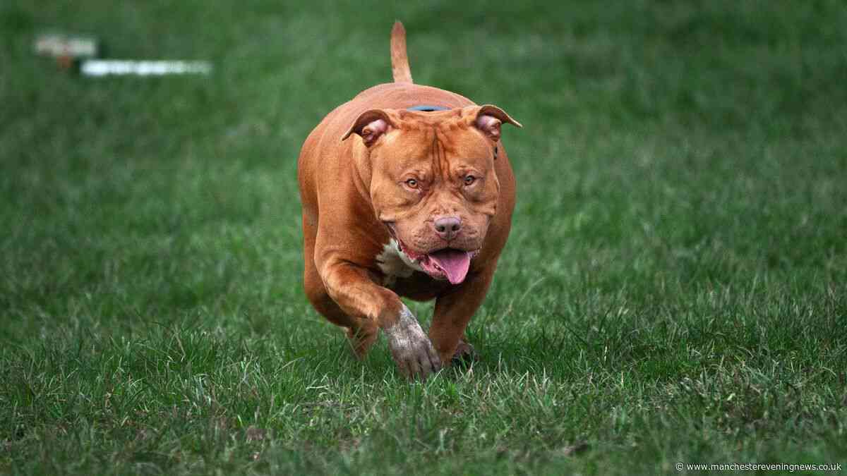 Andy Burnham government issues statement on XL Bully dogs after thousands sign petition