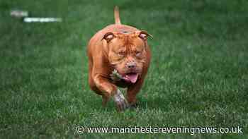 Andy Burnham government issues statement on XL Bully dogs after thousands sign petition