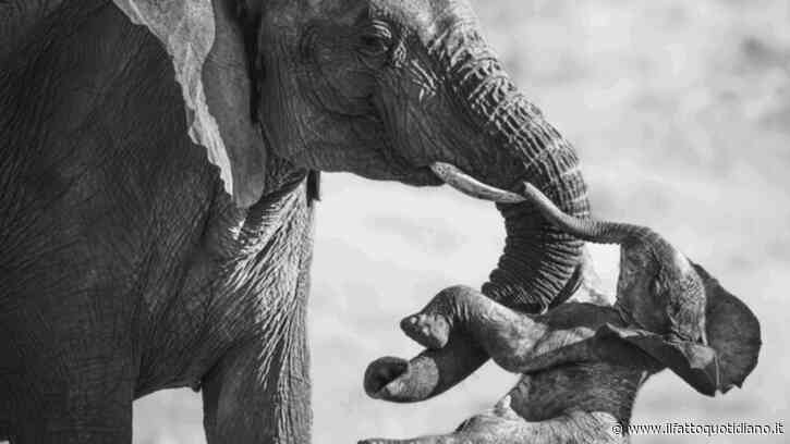 Un’elefantessa e il suo piccolo senza vita: la foto di Federico Veronesi vince il Wildlife Photographer of the Year 2026