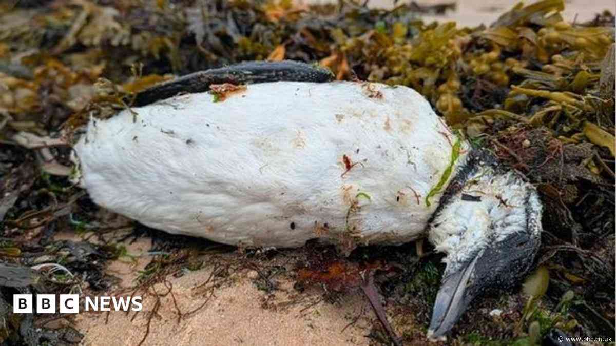 Dozens of seabirds wash up dead or dying in Orkney