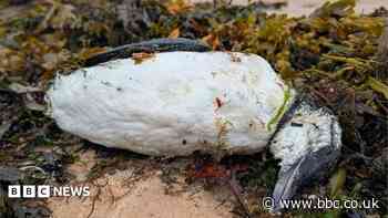 Dozens of seabirds wash up dead or dying in Orkney