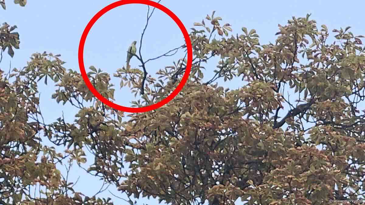 „Erding hat den Puma, wir einen Papagei“: Exotische Vogelsichtung in Freising gibt Rätsel auf
