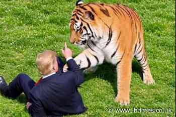 Donald Trump Faces Searing Backlash After Posting Bizarre AI Tiger Video Following Fatal Yorkshire Zoo Mauling