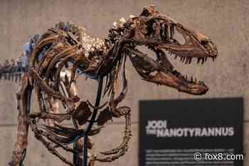 'Cleveland Skull': Rare fossil of T. rex cousin heading to auction