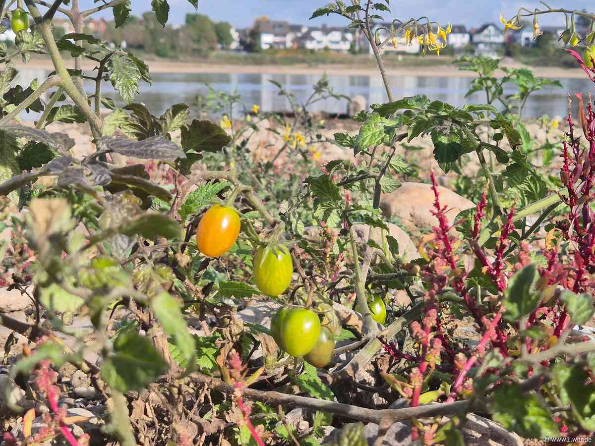 Niedrigwasser: kuriose Pflanzen wachsen im Rheinbett