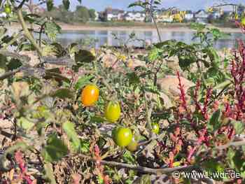 Niedrigwasser: kuriose Pflanzen wachsen im Rheinbett