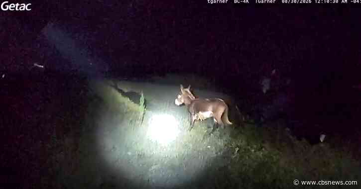 Georgia officer who shot, killed HeeHaw the donkey asks judge to throw out owner's lawsuit