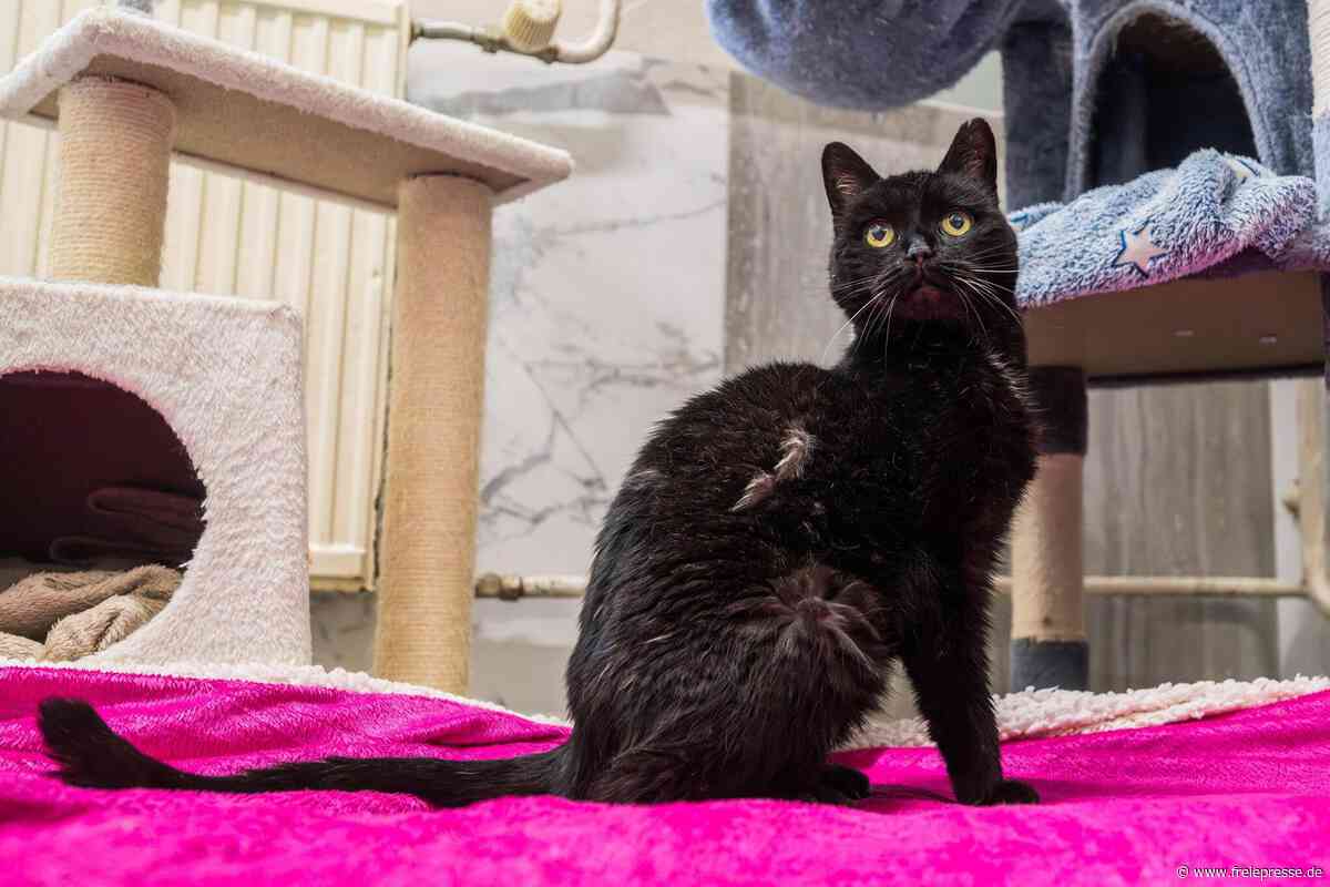 Amy spazierte in Elektromarkt: Warum diese Katze im Erzgebirge nicht heimkommt