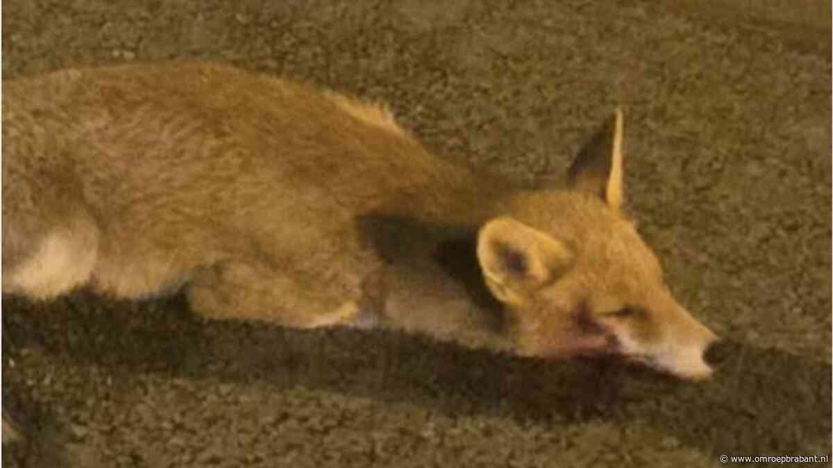 Gewond vosje in het Wilhelminapark bleek niet meer te redden