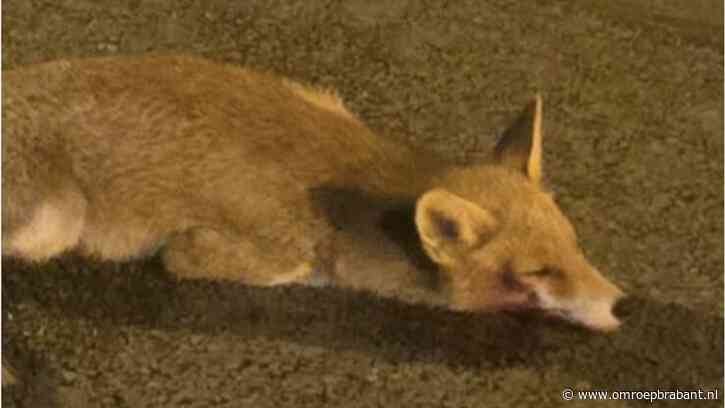 Gewond vosje in het Wilhelminapark bleek niet meer te redden