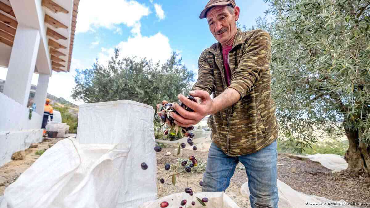 Preisschock bei Olivenöl: Warum Spaniens Bauern trotz Rekordernte um ihre Existenz kämpfen