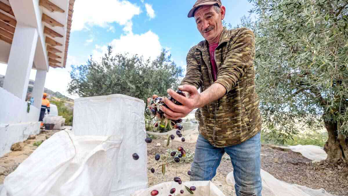 Preisschock bei Olivenöl: Warum Spaniens Bauern trotz Rekordernte um ihre Existenz kämpfen