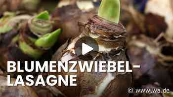 Mit der Lasagne-Bepflanzung blüht Ihr Balkon drei Monate ohne Unterbrechnung