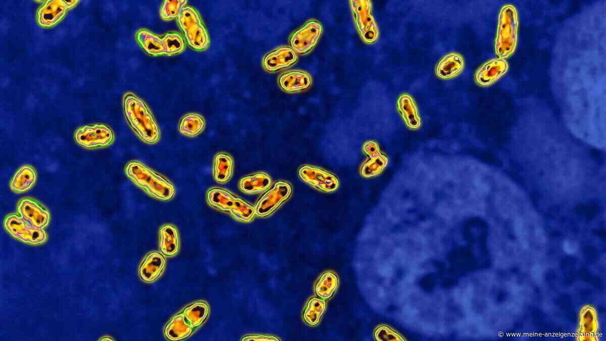Pest-Schock: Neue Studie zeigt tödliche Ausbrüche schon vor 5.500 Jahren