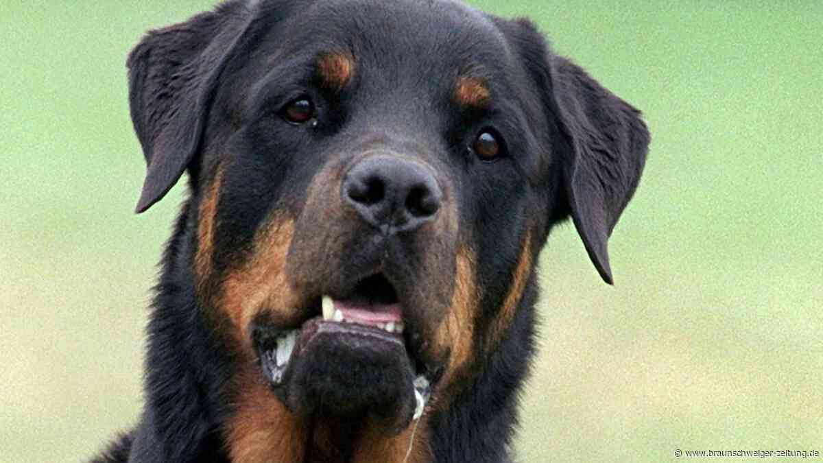 Rottweiler greift Kind in Dettum an: Zehnjährige muss wochenlang in die Klinik