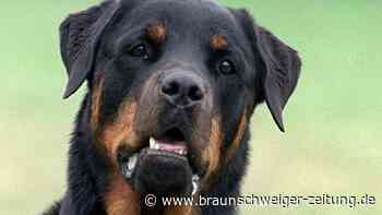 Rottweiler greift Kind in Dettum an: Zehnjährige muss wochenlang in die Klinik