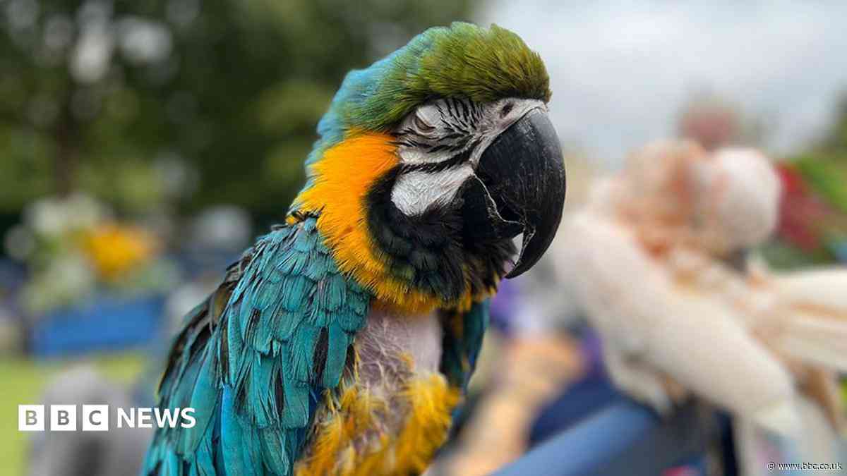 Blackpool parrot jungle plan knocked back