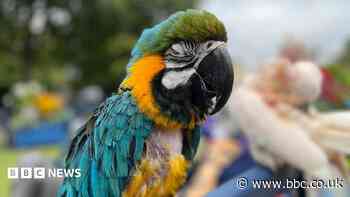 Blackpool parrot jungle plan knocked back