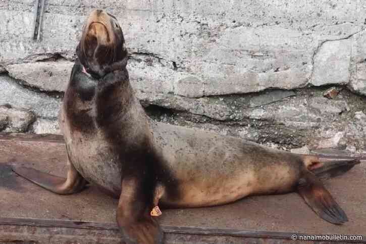 B.C. crews free sea lion with thick rubber band cutting into neck
