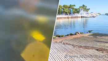 ‘Incredibly cruel': Video of dog submerged underwater in Coconut Grove under investigation