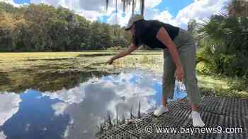 Invasive aquatic plant causing high water levels along the Withlacoochee River