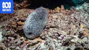 This strange sea animal is on menus, but it is disappearing from our reefs