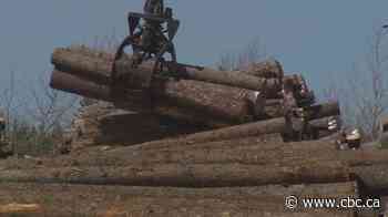 Ottawa announces N.B. digital forestry centre to transform industry