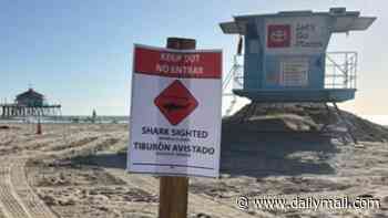'Aggressive' great white shark spotted off coast of California beach... as experts warn that it is hungry