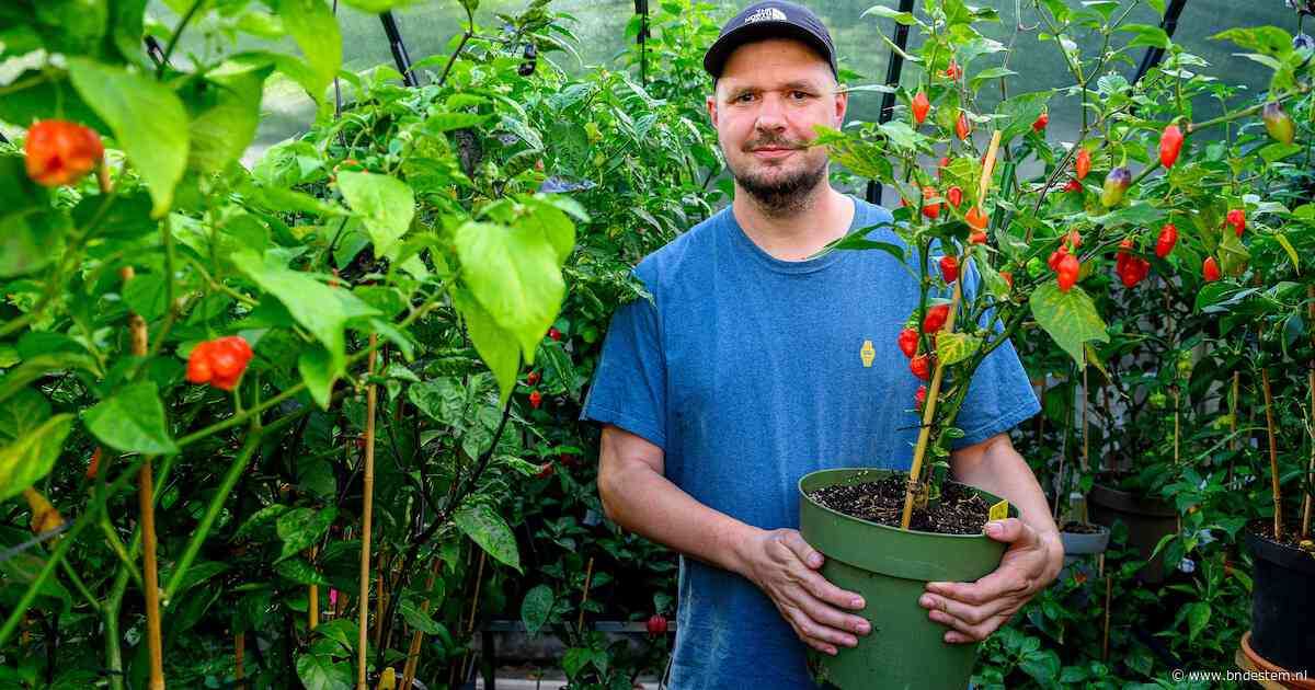 Deze Bredanaar kweekt 245 soorten peperplanten in zijn tuin: ‘Tot vorig jaar had ik nog nooit een plant water gegeven’