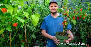 Deze Bredanaar kweekt 245 soorten peperplanten in zijn tuin: ‘Tot vorig jaar had ik nog nooit een plant water gegeven’