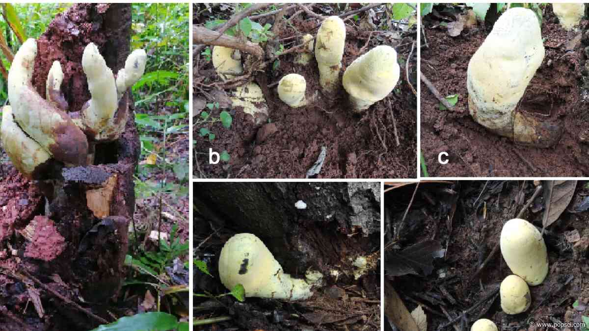 When ‘T. rex’ died, a new giant fungus named ‘D-rex’ took over