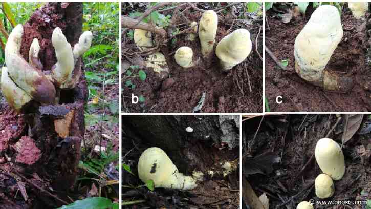 When ‘T. rex’ died, a new giant fungus named ‘D-rex’ took over