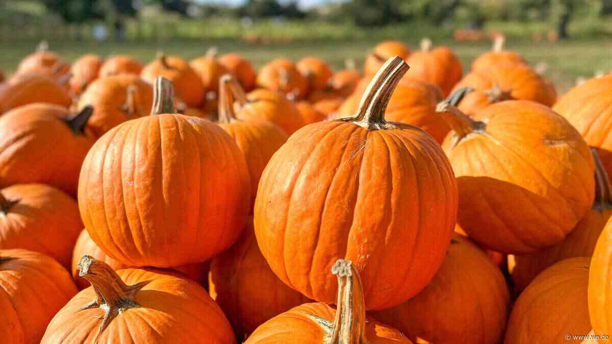 Stockbrot, Kürbisse und Reibekuchen: Herbst-Fest auf besonderem Hof