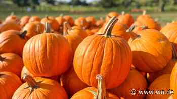 Stockbrot, Kürbisse und Reibekuchen: Herbst-Fest auf besonderem Hof