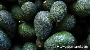 Man accused in theft of 750 pounds of avocados from grove in Miami-Dade