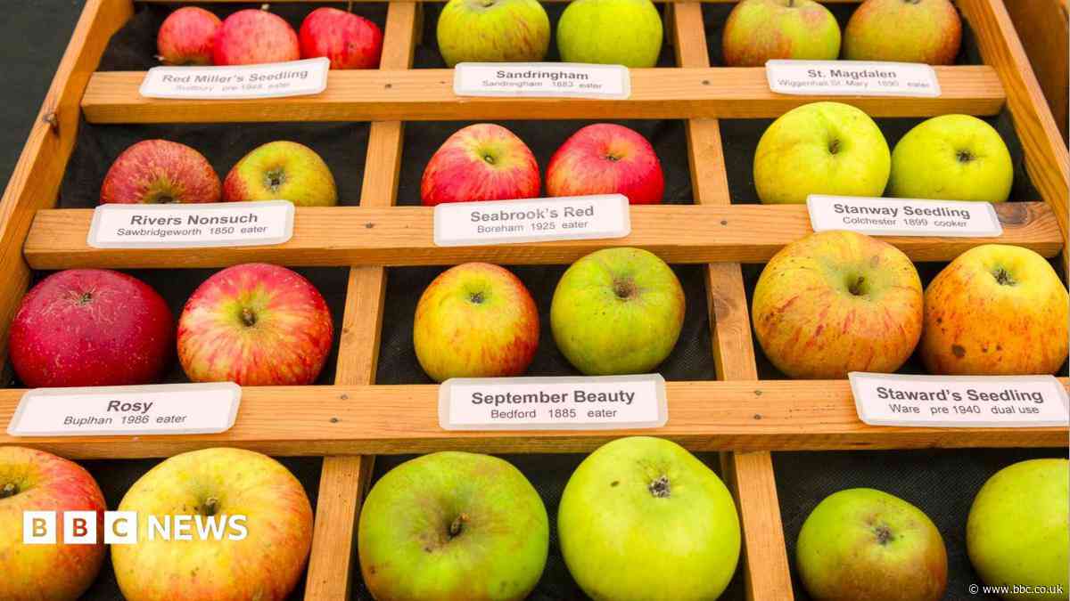 Drought halts Cambridge University's apple day