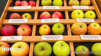 Drought halts Cambridge University's apple day