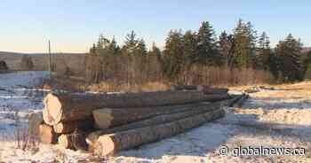 AI-driven project to modernize New Brunswick forestry getting $50M boost from Ottawa