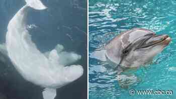 Ex-Marineland beluga that died in Spain developed 'complex clinical condition,' aquarium says