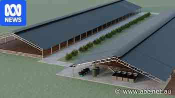 Automated feedlot proposal draws community ire in Victoria's south-east