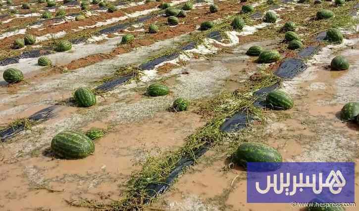 عامل زاكورة يحدد شروط زراعة البطيخ