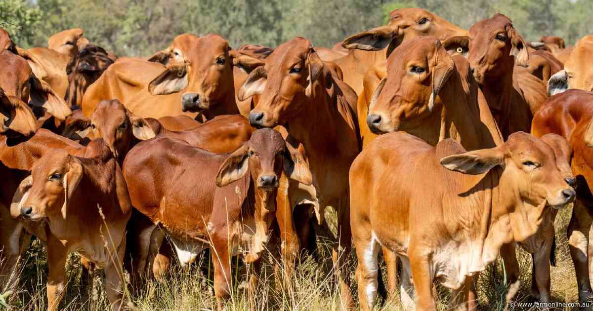 Explainer: why cheaper cattle failed to rescue beef processor margins