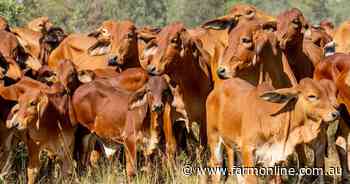 Explainer: why cheaper cattle failed to rescue beef processor margins