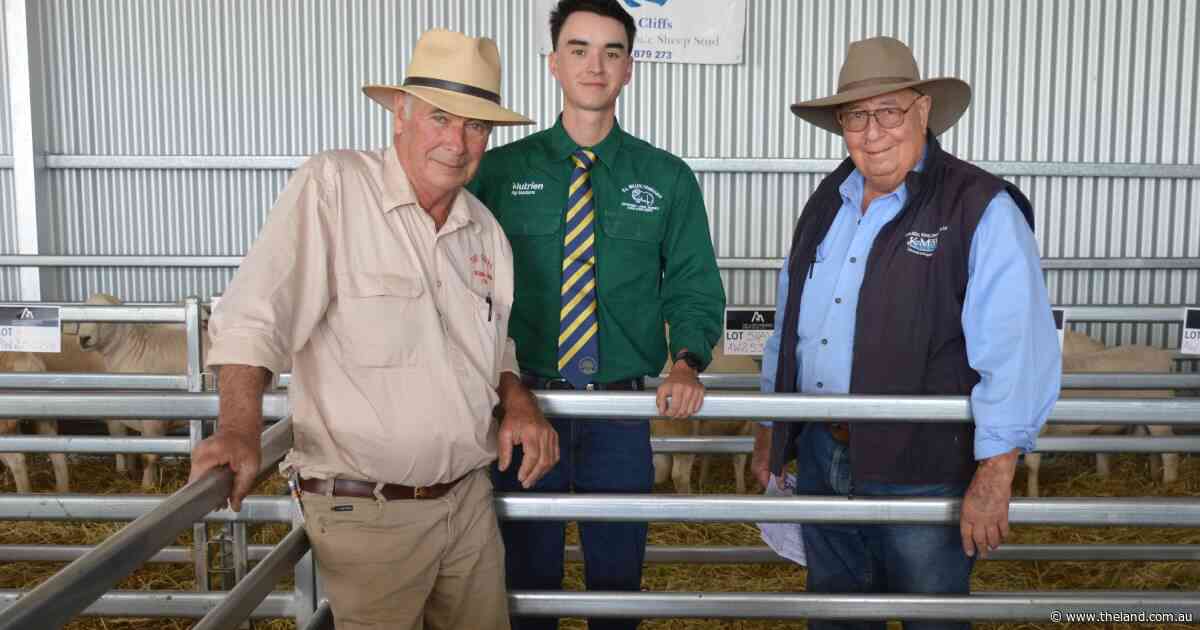 Clean coats and carcase yields attract bidding interest at The Cliffs' auction
