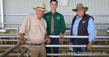 Clean coats and carcase yields attract bidding interest at The Cliffs' auction
