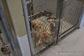 Austin Humane Society takes in 42 animals rescued from Bastrop home